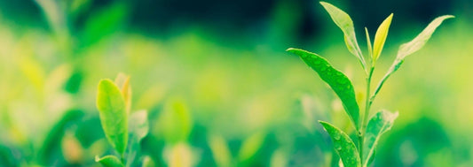 The Perfect Sencha Brewing Guide